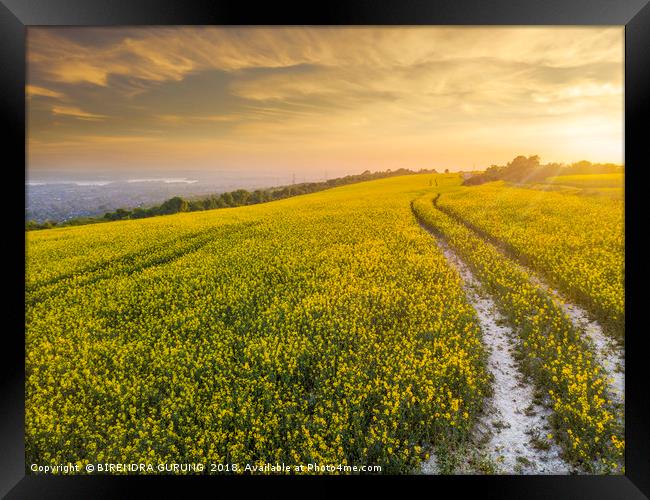 Rapeseed Field sunset Portsmouth  Framed Print by BIRENDRA GURUNG