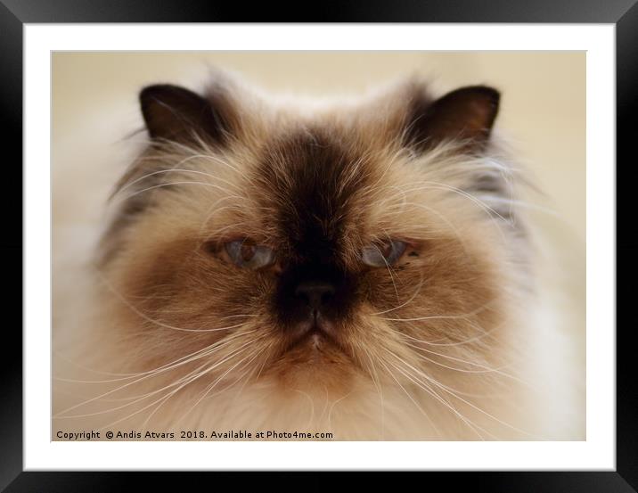 The Himalaya cat face with blue eyes. Framed Mounted Print by Andis Atvars