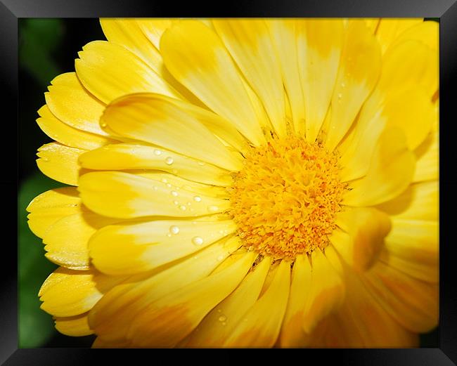 Yellow Marigold Framed Print by Lisa Shotton