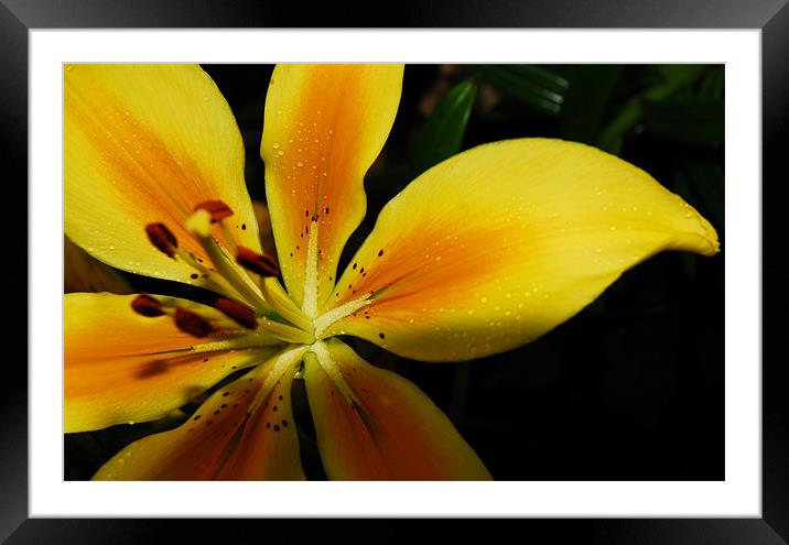 Yellow Lily Framed Mounted Print by Lisa Shotton
