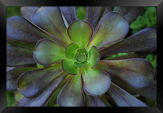 Flower Cactus Framed Print by Lisa Shotton