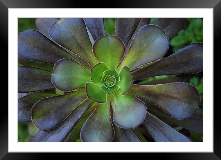 Flower Cactus Framed Mounted Print by Lisa Shotton