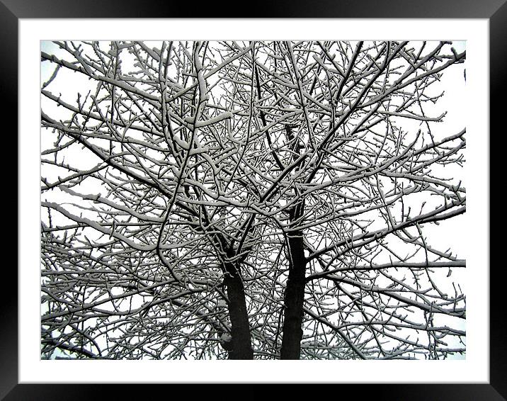 Snow on tree branches  Framed Mounted Print by Lisa Shotton