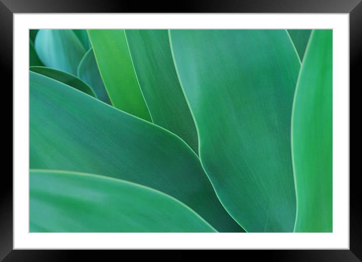 Green Leaves - Agave Framed Mounted Print by Lisa Shotton