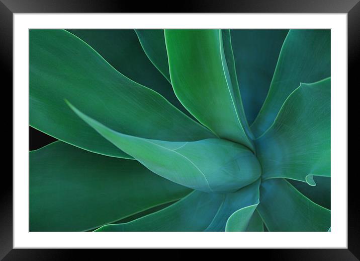 Agave Green Leaves 2 Framed Mounted Print by Lisa Shotton
