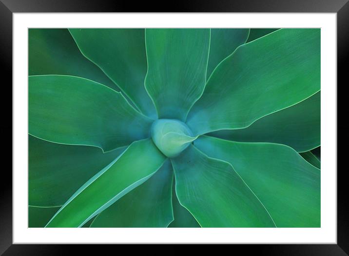 Agave Green Leaves 3 Framed Mounted Print by Lisa Shotton