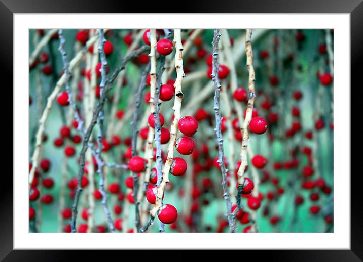 Red Berries Framed Mounted Print by Lisa Shotton