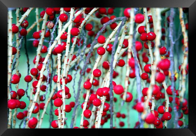 Red Berries 2 Framed Print by Lisa Shotton