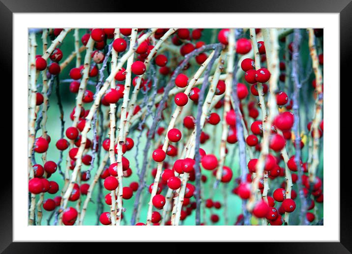 Red Berries 2 Framed Mounted Print by Lisa Shotton