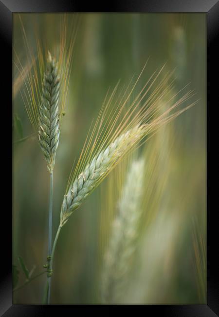 Wheat Field Framed Print by Robert McCristall