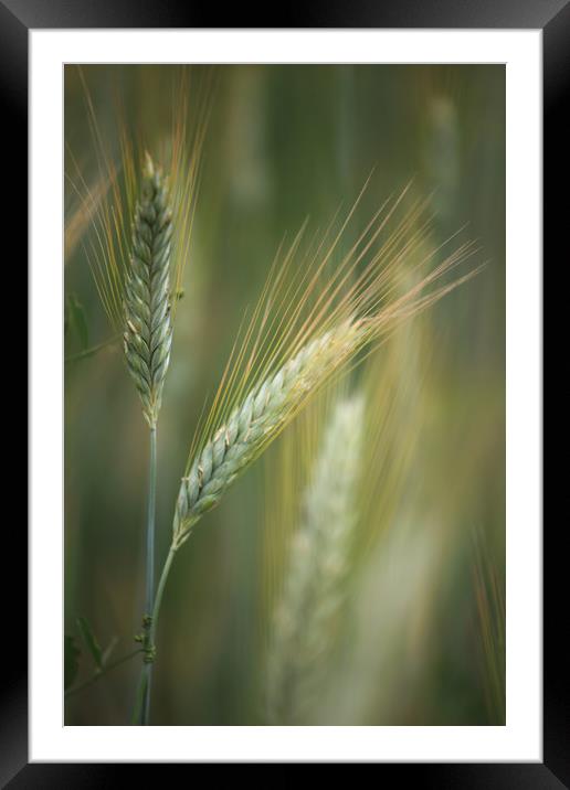 Wheat Field Framed Mounted Print by Robert McCristall