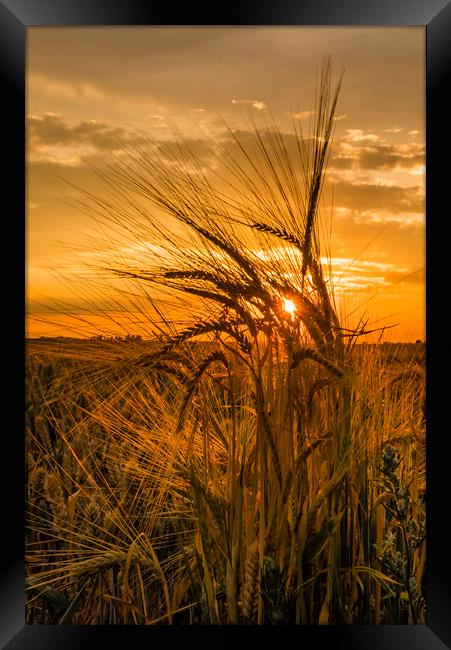 Fields of gold a sunset throught the crops Framed Print by Robin Lee