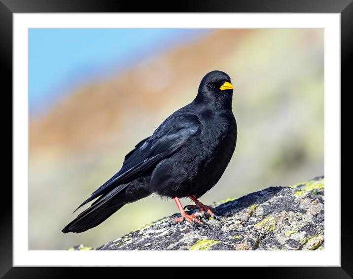 Yellow billed chough Framed Mounted Print by Paolo Seimandi