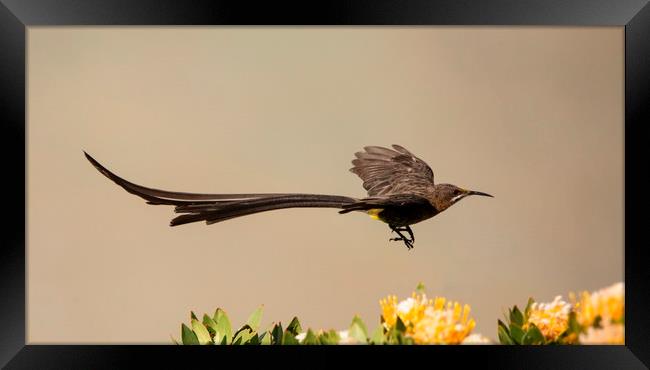 Cape Sugarbird Male in flight Framed Print by Alan Humphreys
