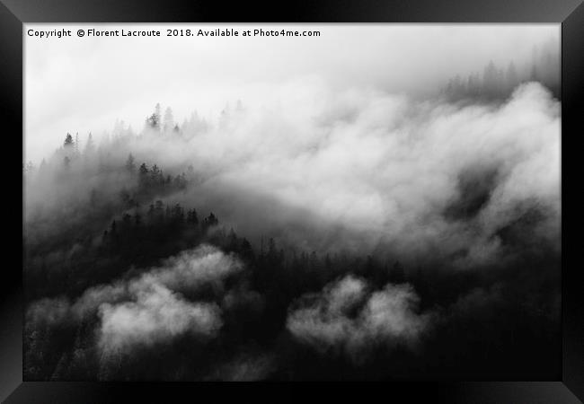 Pine trees covered in mist, black and white Framed Print by Florent Lacroute