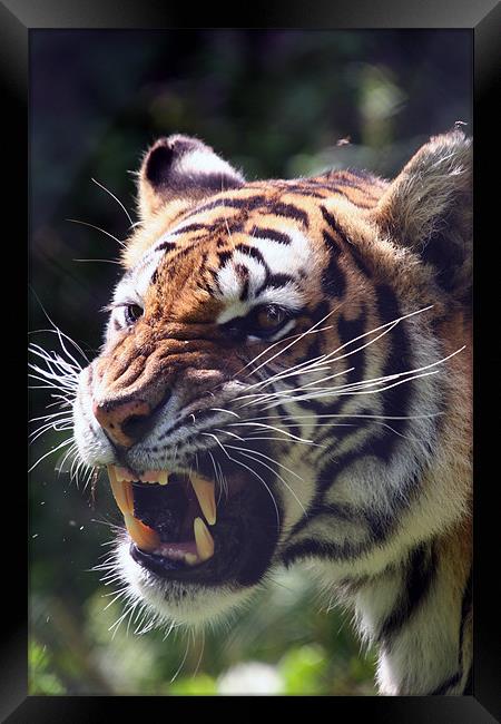 Tiger Framed Print by martin compton