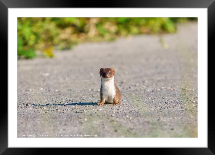 Stoat (Mustela erminea) stopped along a path, looking at camera, Framed Mounted Print by Chris Rabe