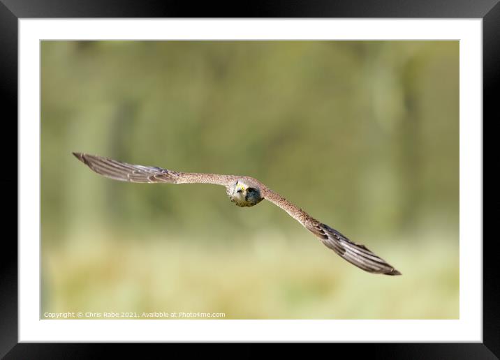 Common Kestrel in flight Framed Mounted Print by Chris Rabe