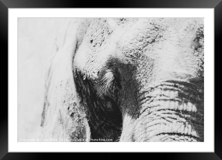 African Elephant (Loxodonta africana) portrait Framed Mounted Print by Chris Rabe