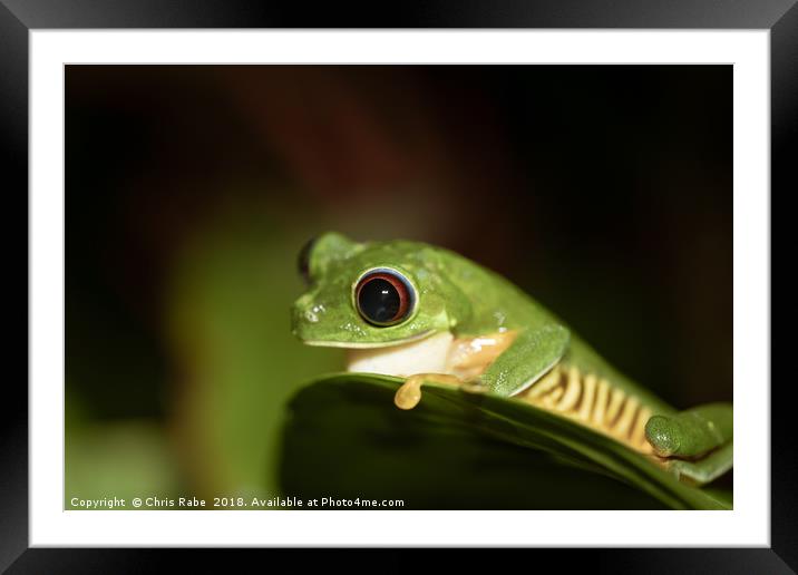 Red-Eyed tree Frog (Agalychnis callidryas) Framed Mounted Print by Chris Rabe