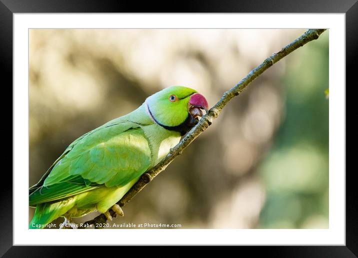 Ring-necked parakeet (Psittacula krameri) perched  Framed Mounted Print by Chris Rabe
