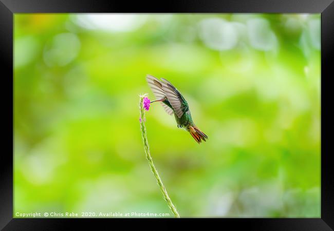 Rufous-Tailed Hummingbird (Amazilia tzacatl) feedi Framed Print by Chris Rabe