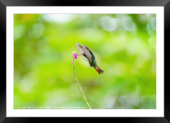 Rufous-Tailed Hummingbird (Amazilia tzacatl) feedi Framed Mounted Print by Chris Rabe