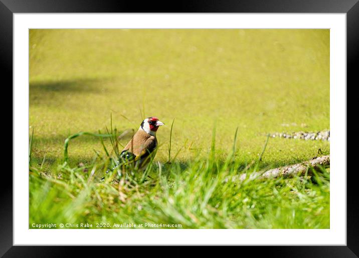 European Goldfinch (Carduelis carduelis) in grass  Framed Mounted Print by Chris Rabe