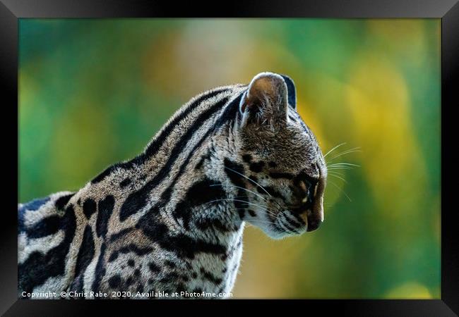 Wild Female Margay (Leopardus wiedii) early mornin Framed Print by Chris Rabe