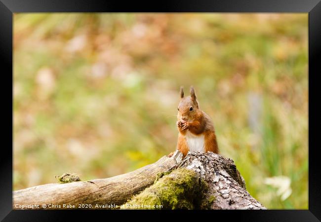 red squirrel (Sciurus vulgaris) in Scotland Framed Print by Chris Rabe