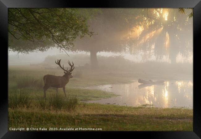 Red deer stag (Cervus elaphus) at pond at sunrise  Framed Print by Chris Rabe