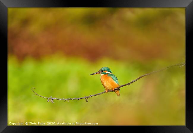 Female Common Kingfisher perched on twig Framed Print by Chris Rabe