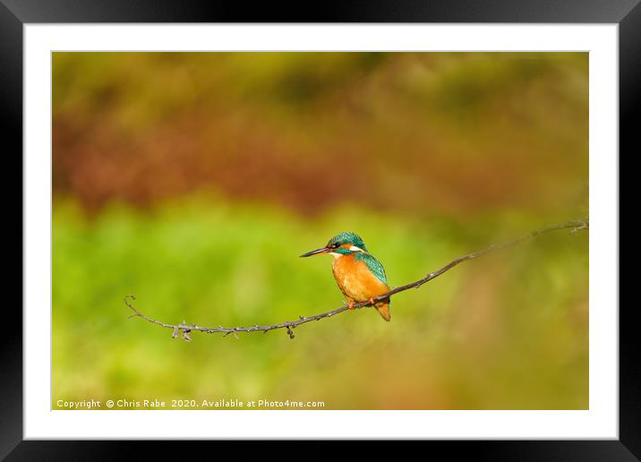 Female Common Kingfisher perched on twig Framed Mounted Print by Chris Rabe