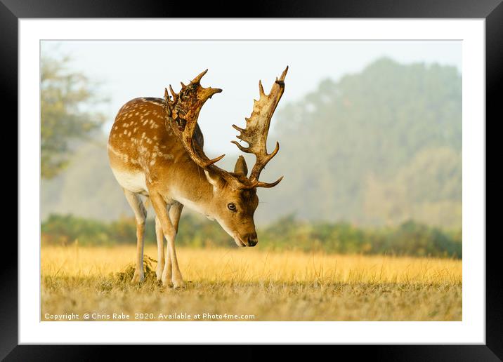 Male Fallow Deer stag in early morning autumn ligh Framed Mounted Print by Chris Rabe