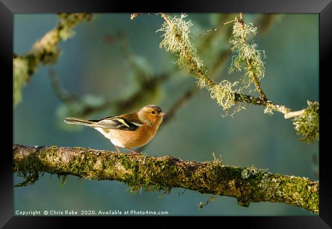Chaffinch perched on a branch in early morning lig Framed Print by Chris Rabe