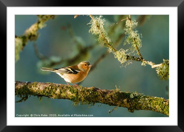 Chaffinch perched on a branch in early morning lig Framed Mounted Print by Chris Rabe