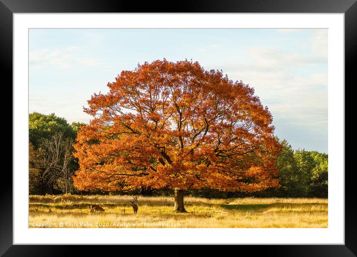 Red deer stag under a beautiful red oak tree Framed Mounted Print by Chris Rabe