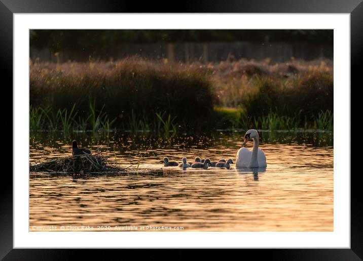 Mute swan adult with cygnets Framed Mounted Print by Chris Rabe