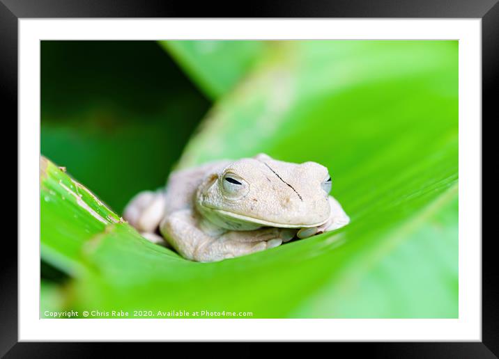 Gladiator Tree Frog close-up Framed Mounted Print by Chris Rabe