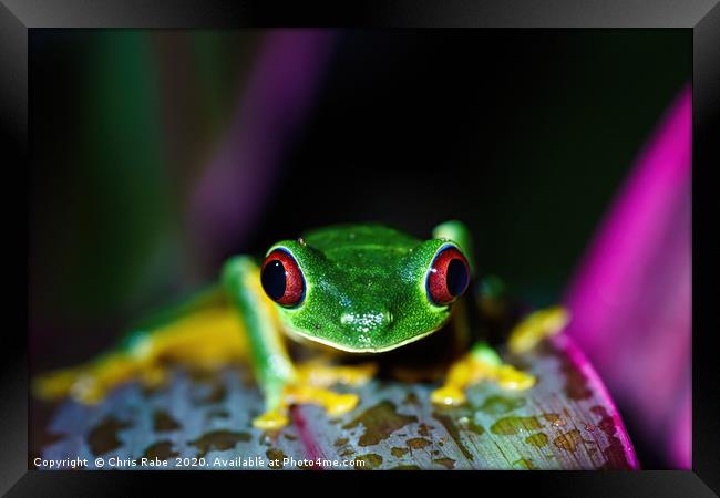 Red-Eyed Tree Frog Framed Print by Chris Rabe