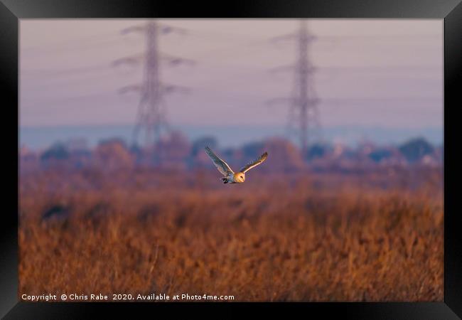 Barn owl in flight Framed Print by Chris Rabe