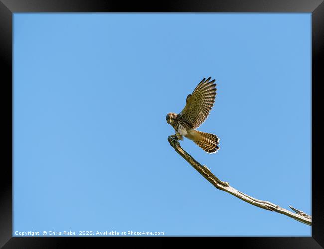 Common Kestrel landing on a branch Framed Print by Chris Rabe