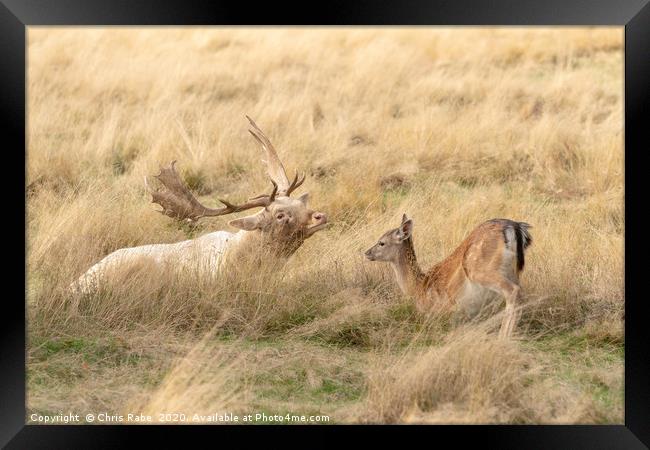 Fallow Deer stag and fawn having a moment Framed Print by Chris Rabe