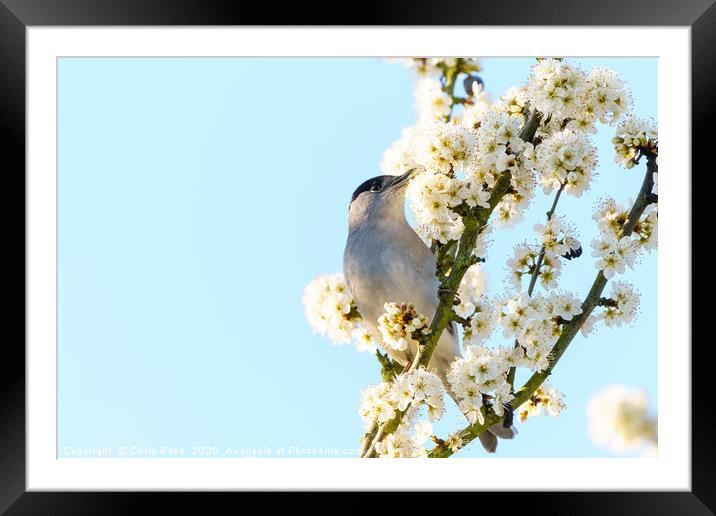 Blackcap male feeding off blossoms Framed Mounted Print by Chris Rabe