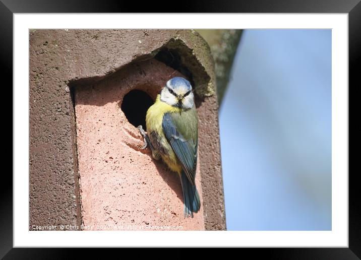 Blue Tit perched on nest Framed Mounted Print by Chris Rabe