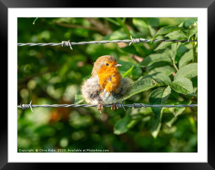 European Robin sitting on wire Framed Mounted Print by Chris Rabe