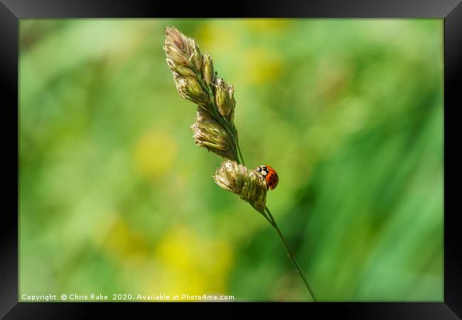 Sixteen-Spot Ladybird  Framed Print by Chris Rabe