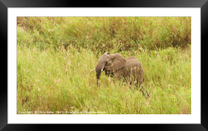 African Elephant in long grass Framed Mounted Print by Chris Rabe
