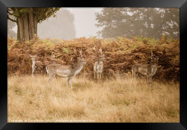 Fallow Deer in autumn Framed Print by Chris Rabe
