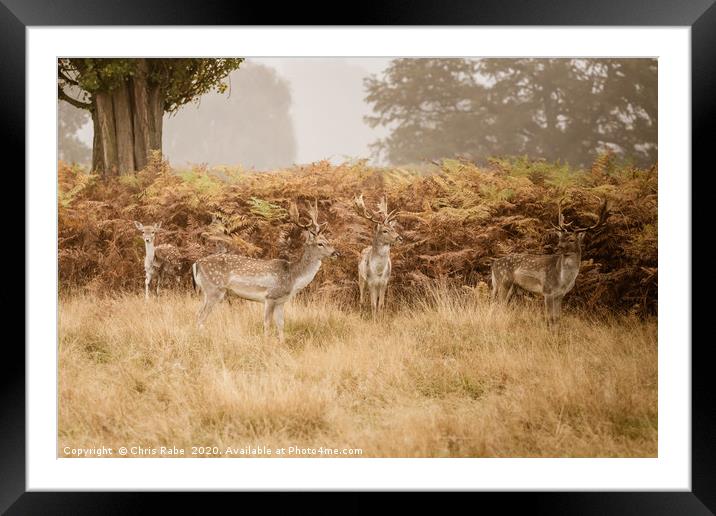 Fallow Deer in autumn Framed Mounted Print by Chris Rabe